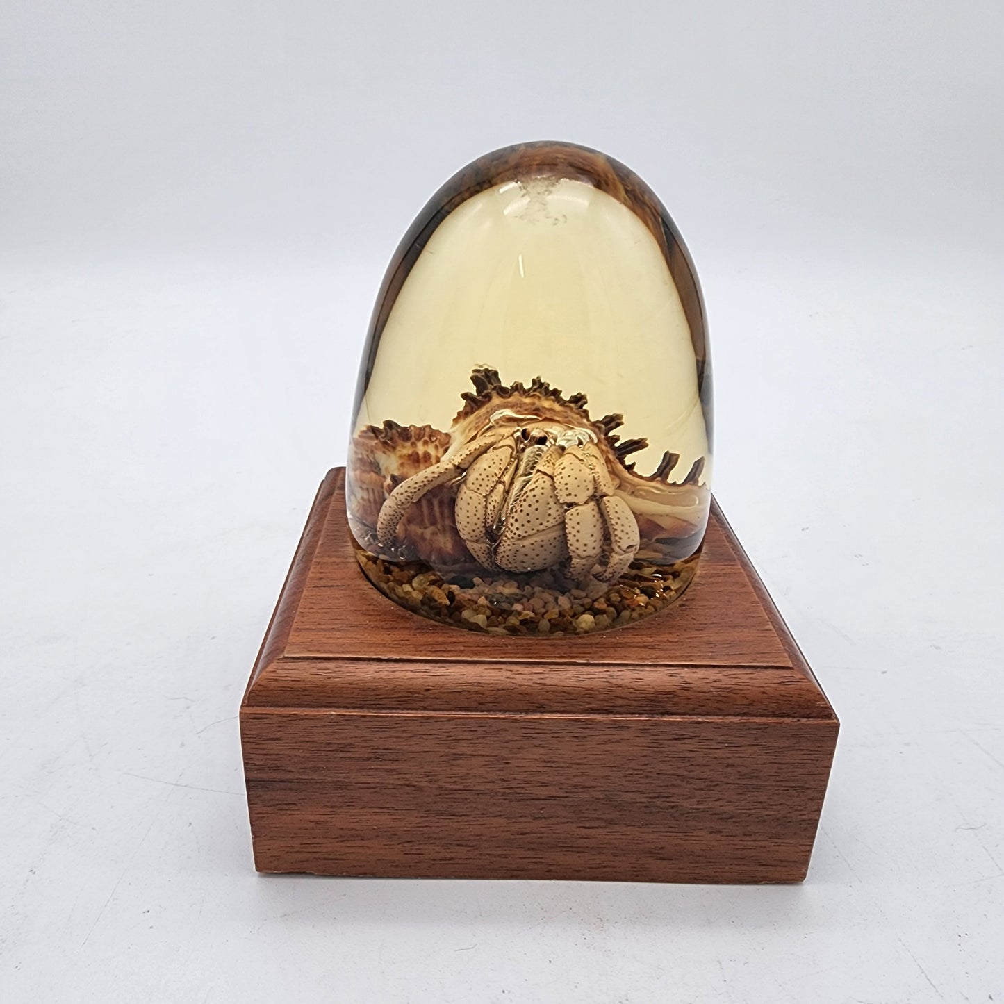 Vintage Preserved Hermit Crab Embedment in Lucite