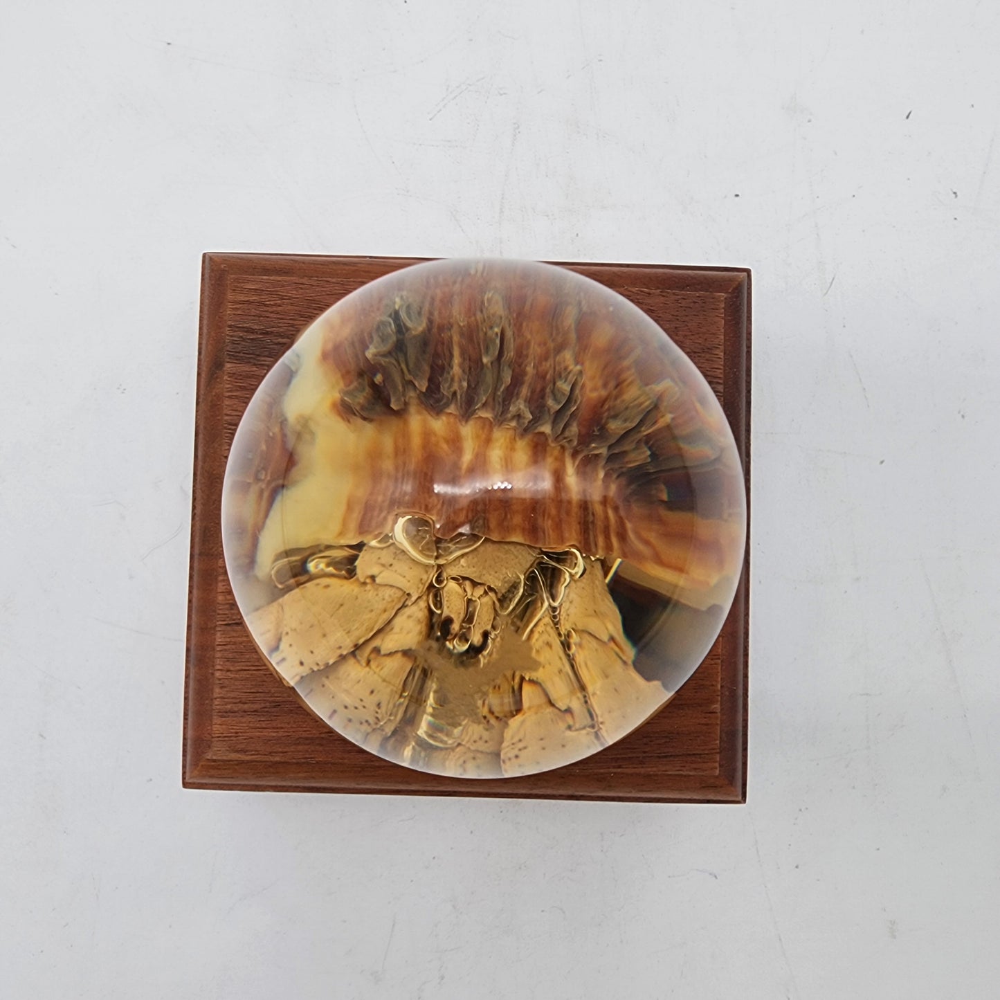 Vintage Preserved Hermit Crab Embedment in Lucite