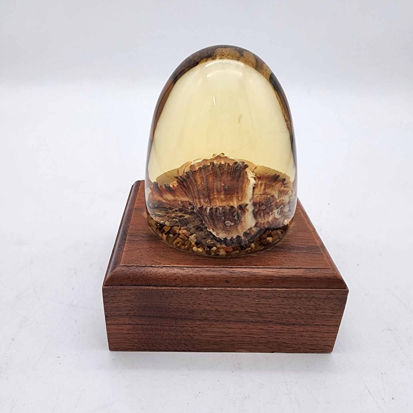Vintage Preserved Hermit Crab Embedment in Lucite