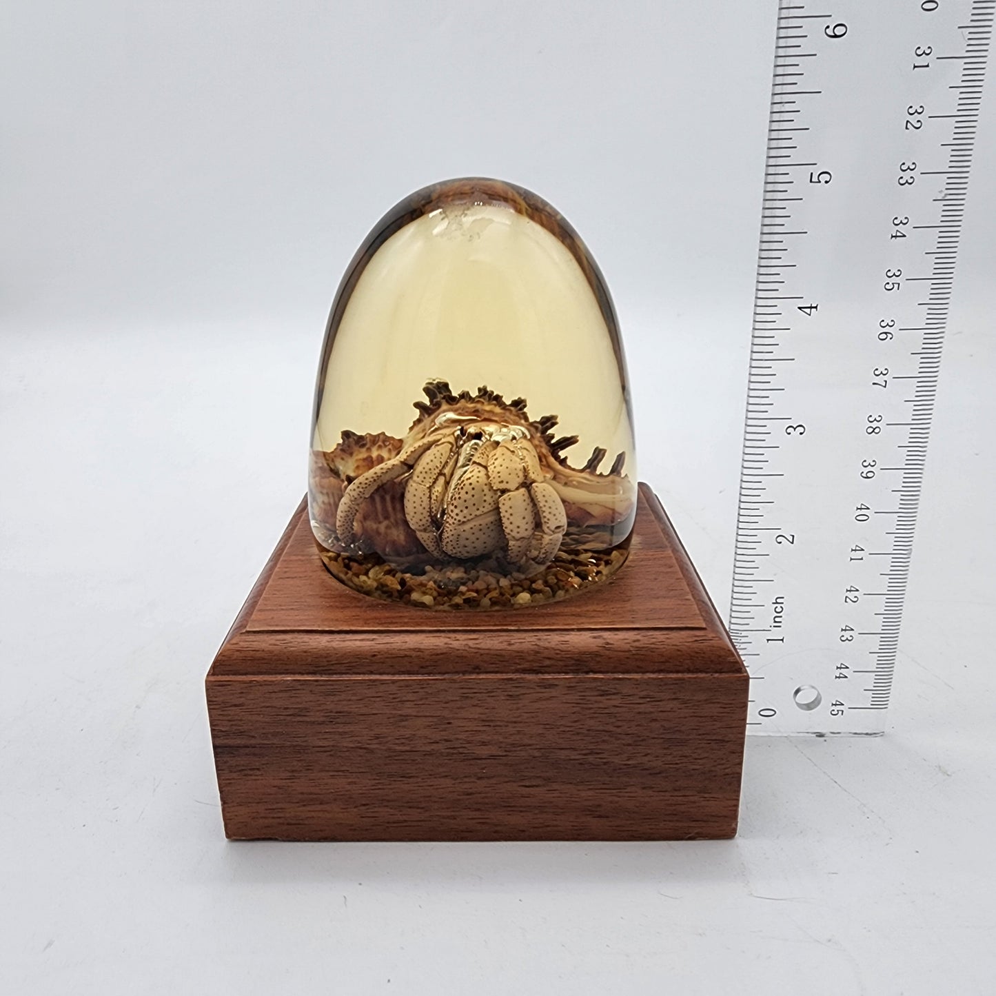 Vintage Preserved Hermit Crab Embedment in Lucite