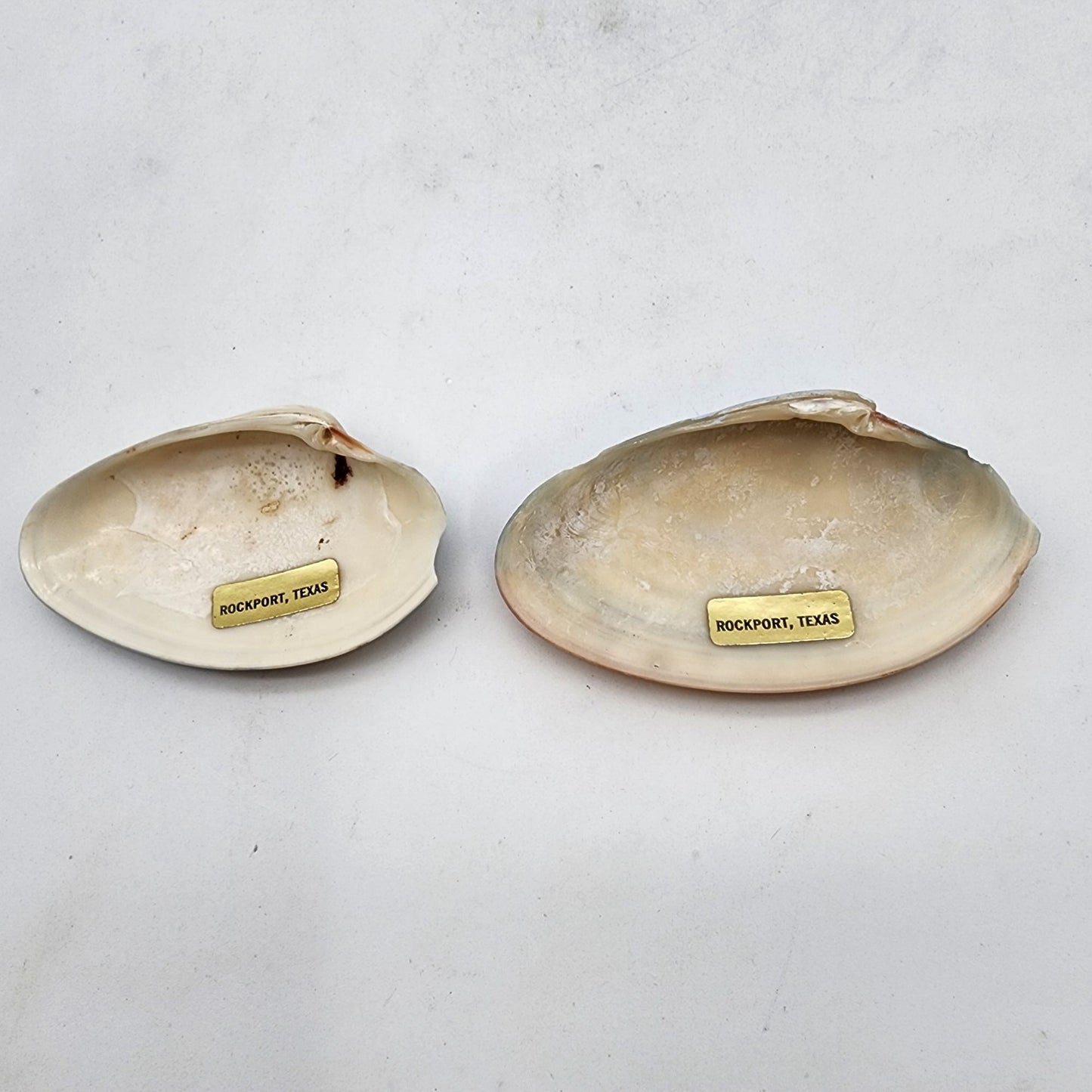 Handpainted Clam Shells With Maritime Scenes Signed By Artist From Rockport Texas