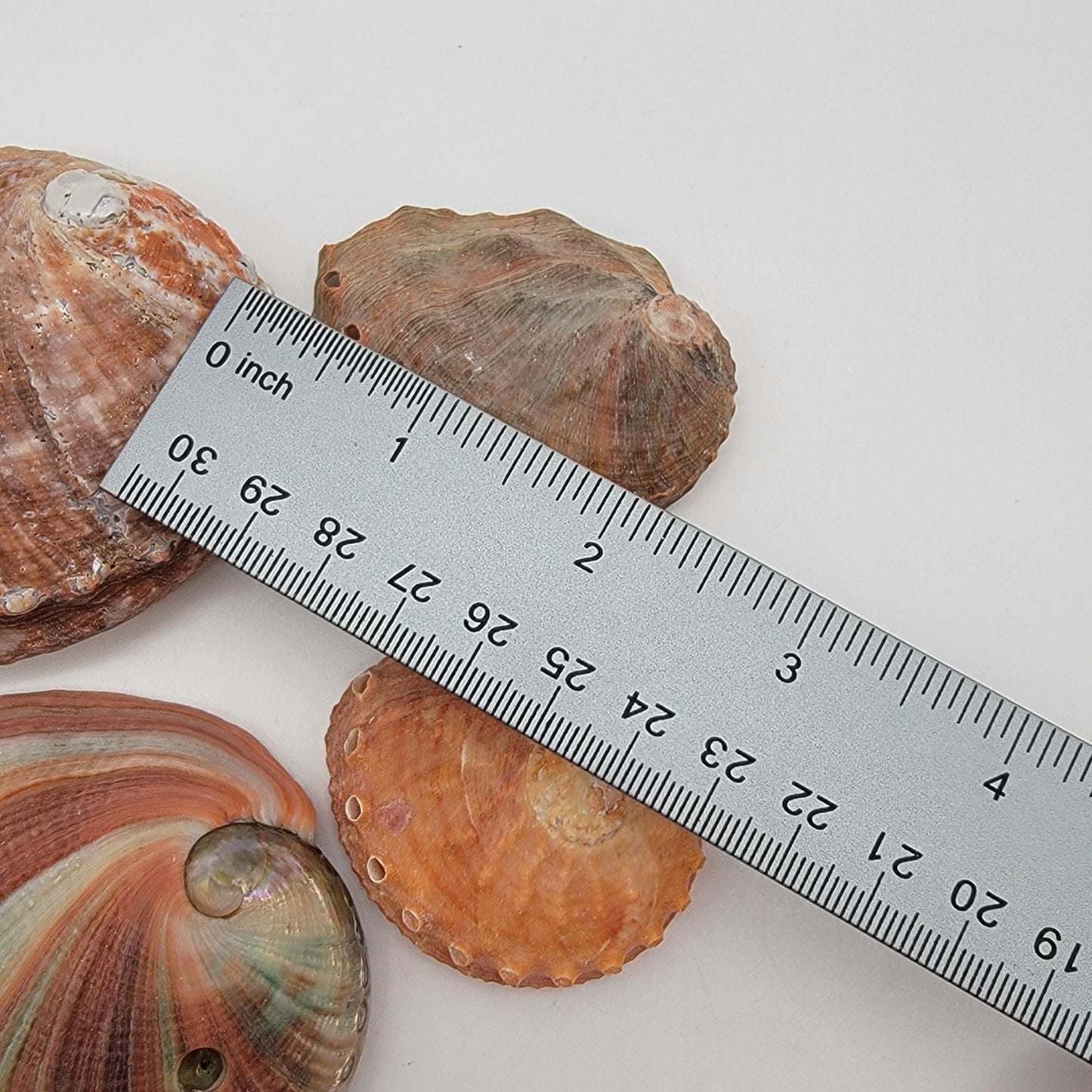 Set Of 4 Small Abalone Shells