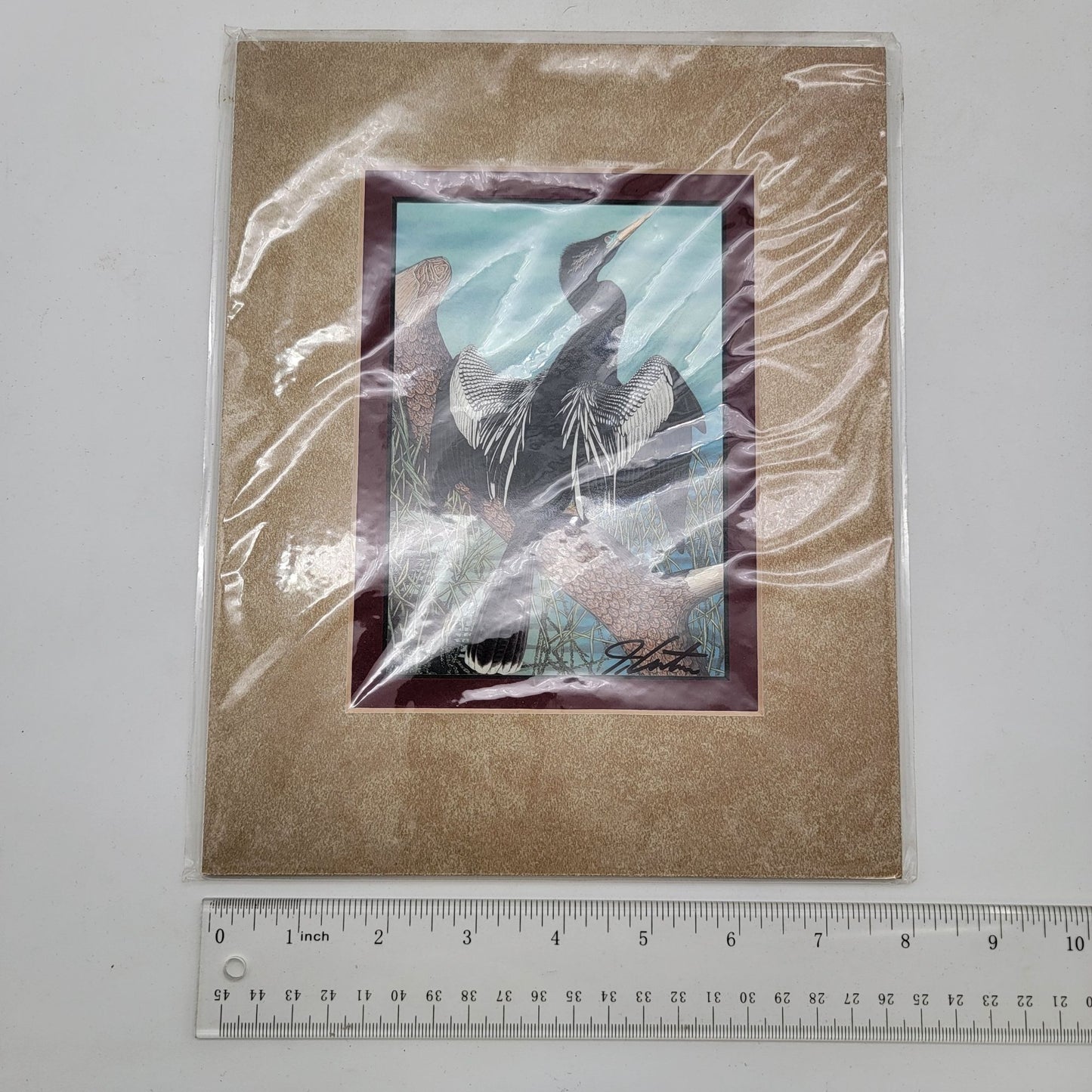 "Anhinga" Bird John Costin Signed Lithograph Matted Print 8" X 10"