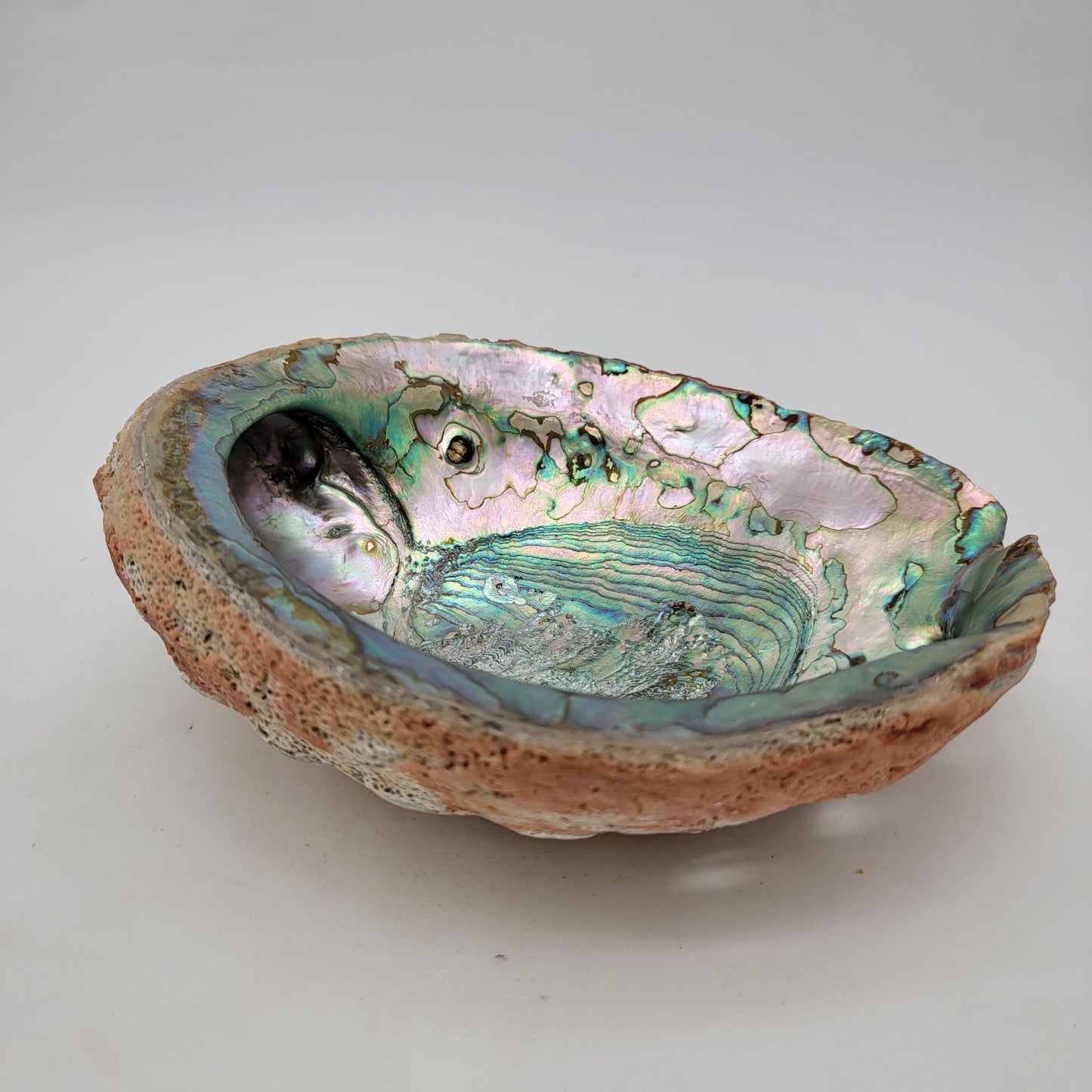 Vintage Red California Abalone Shell Trinket Dish or Smudging Dish