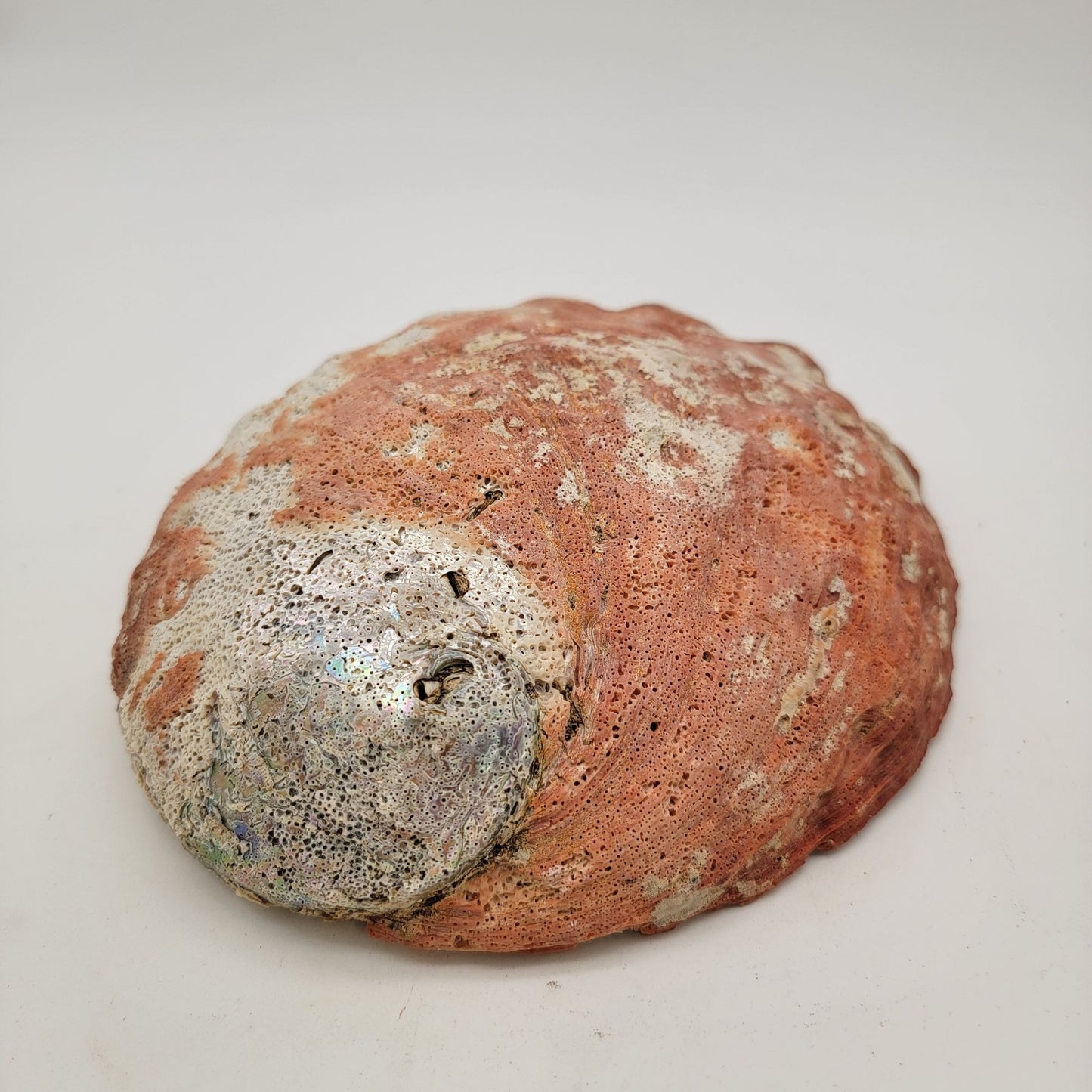 Vintage Red California Abalone Shell Trinket Dish or Smudging Dish