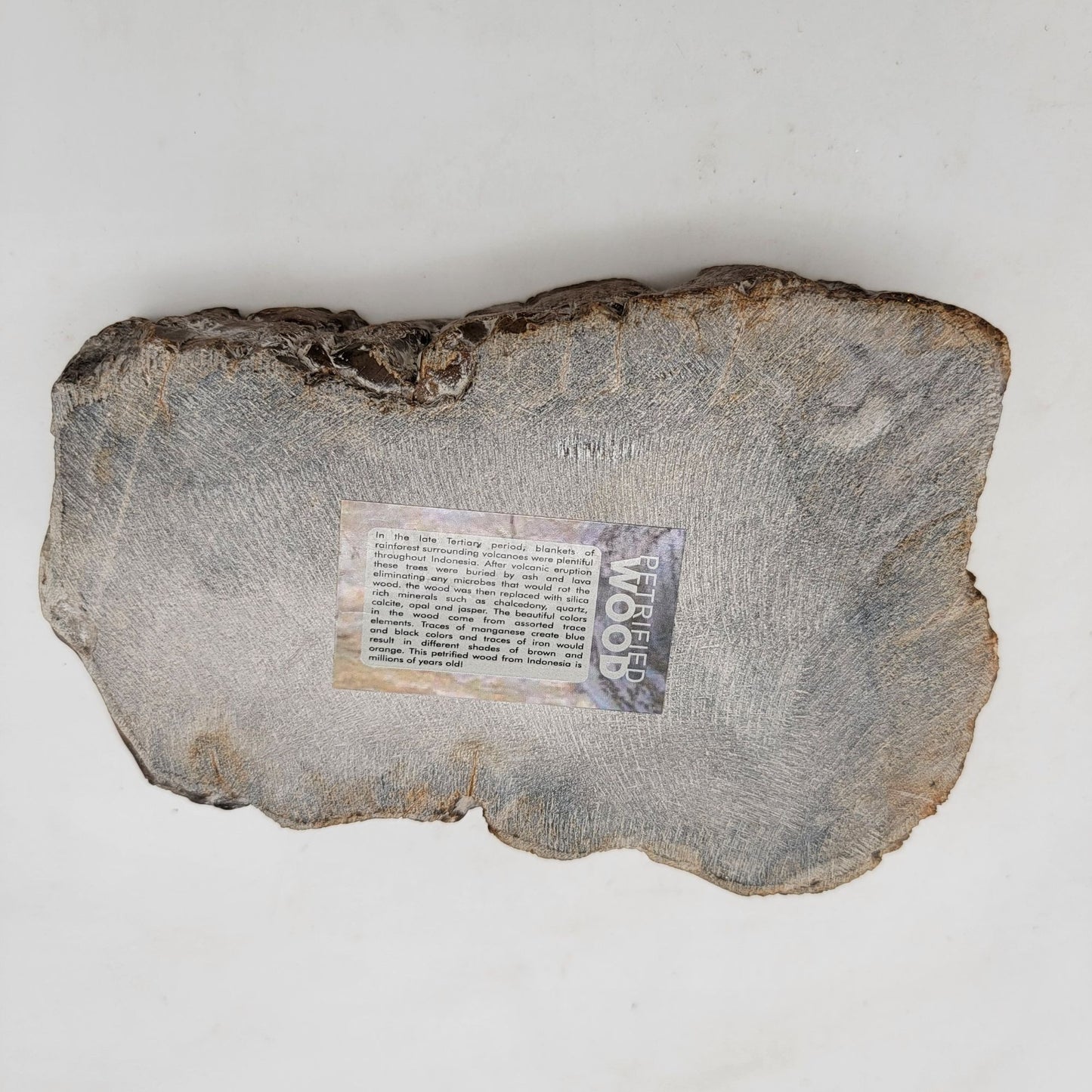 Handcarved Polished Petrified Wood Fossil Bowl Trinket Dish