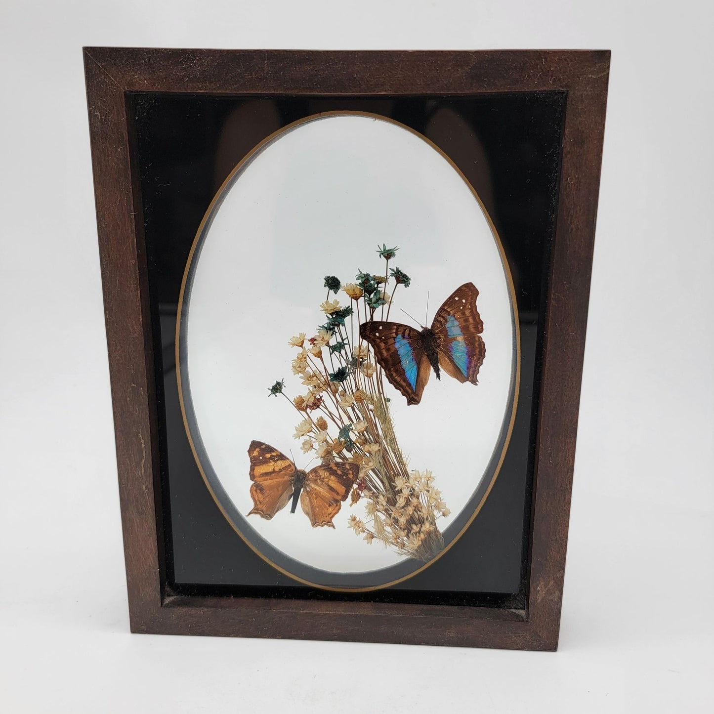 Vintage Butterfly Taxidermy Wall Art From Brazil