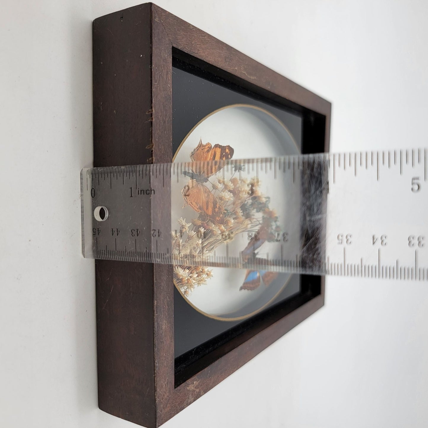 Vintage Butterfly Taxidermy Wall Art From Brazil