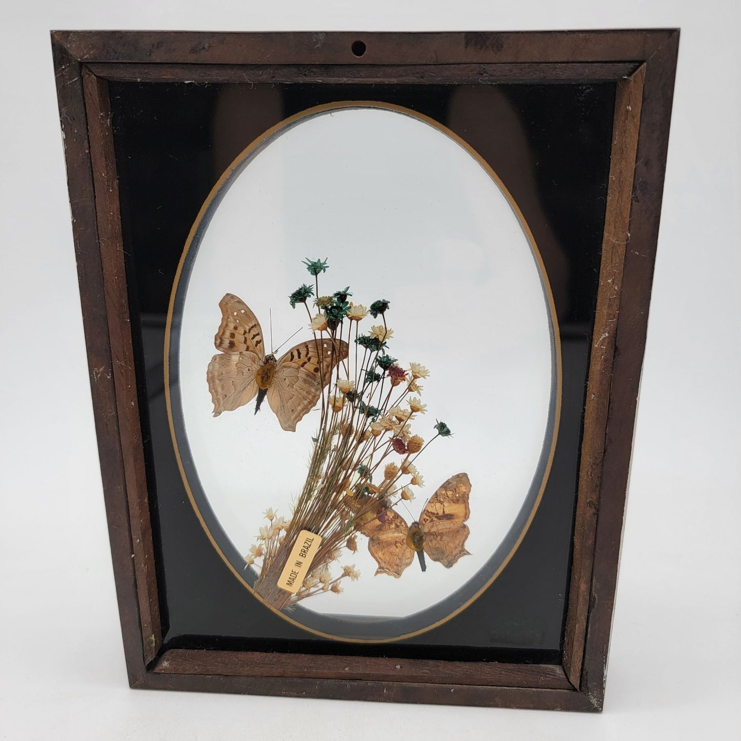 Vintage Butterfly Taxidermy Wall Art From Brazil
