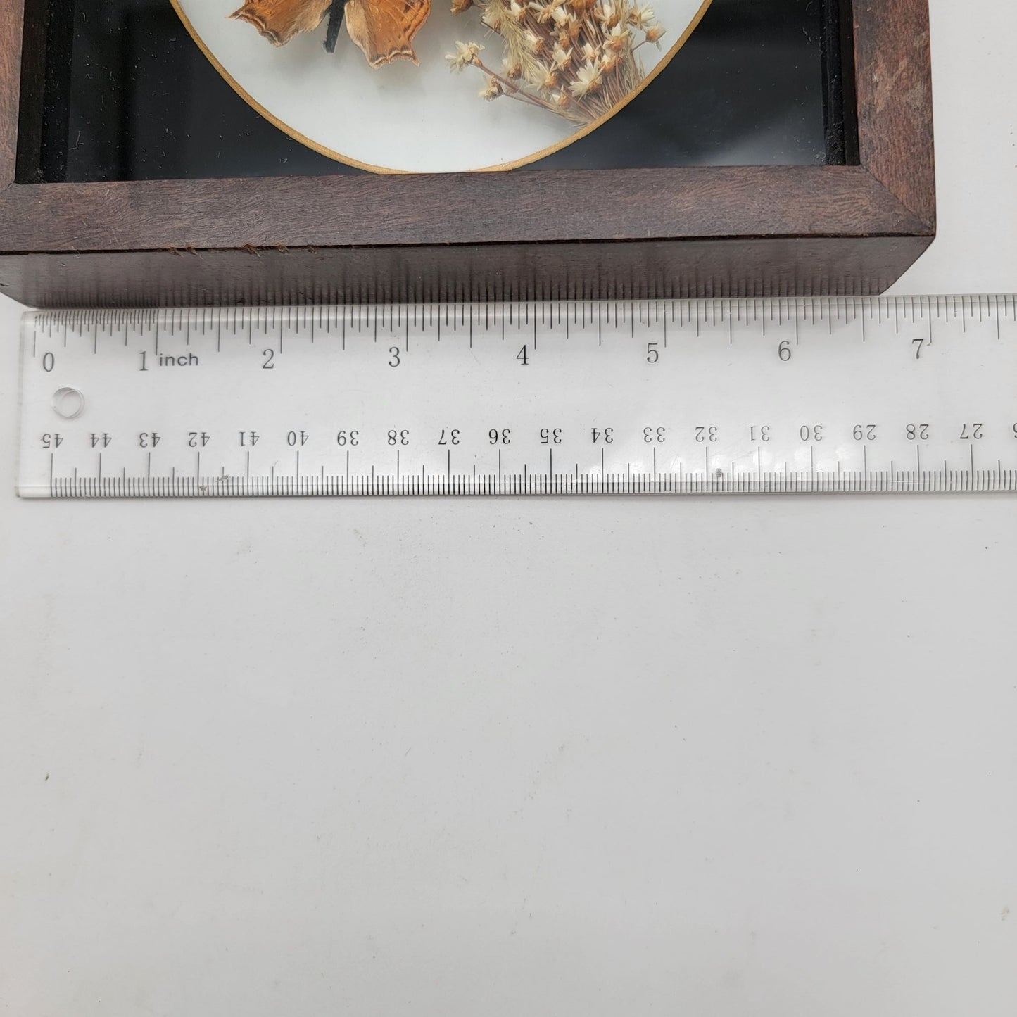 Vintage Butterfly Taxidermy Wall Art From Brazil