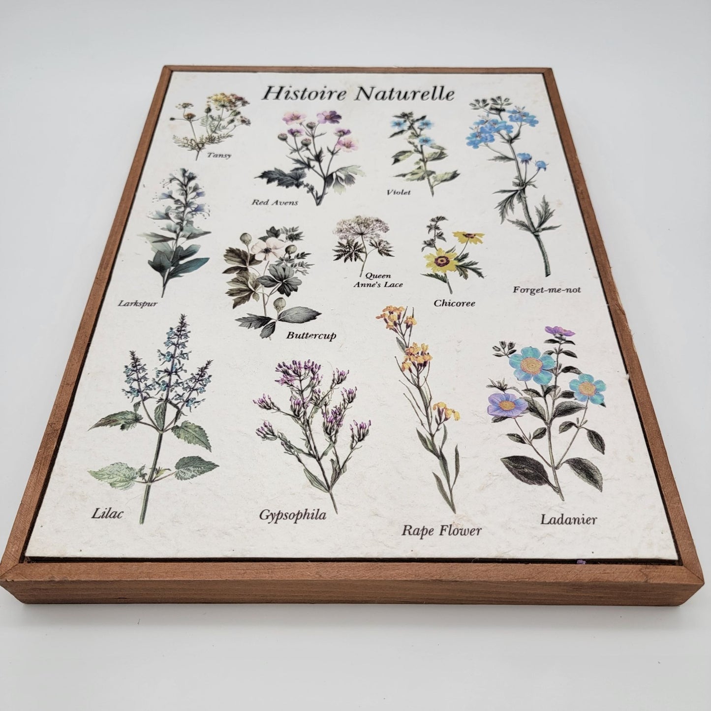 Histoire Naturelle Botanical Print Wall Art In Wood Frame