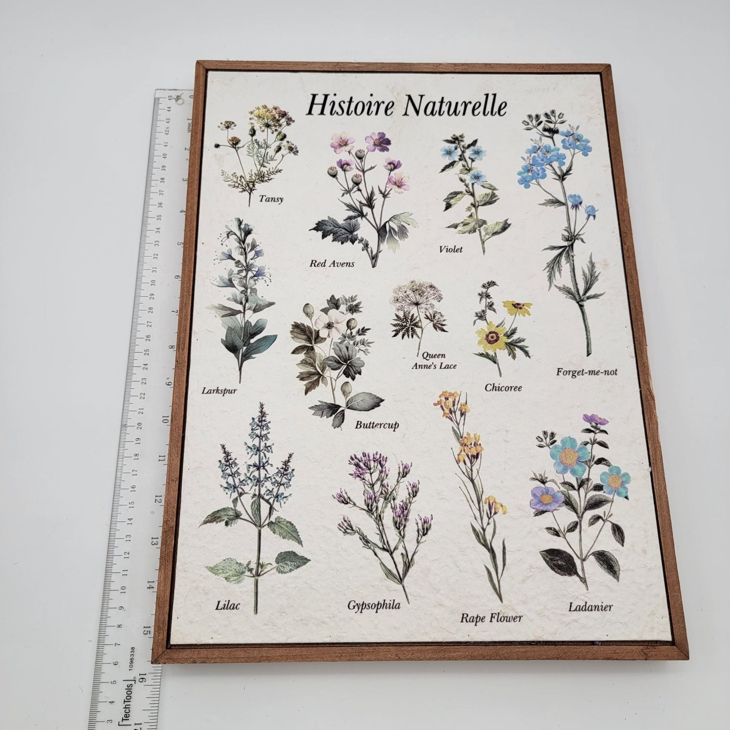 Histoire Naturelle Botanical Print Wall Art In Wood Frame