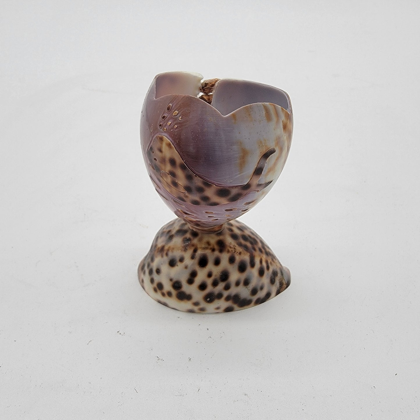 Cowrie Shell Toothpick Holder