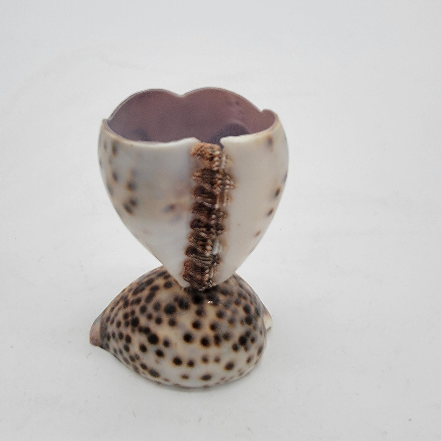 Cowrie Shell Toothpick Holder