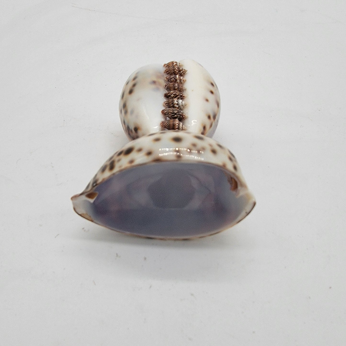 Cowrie Shell Toothpick Holder