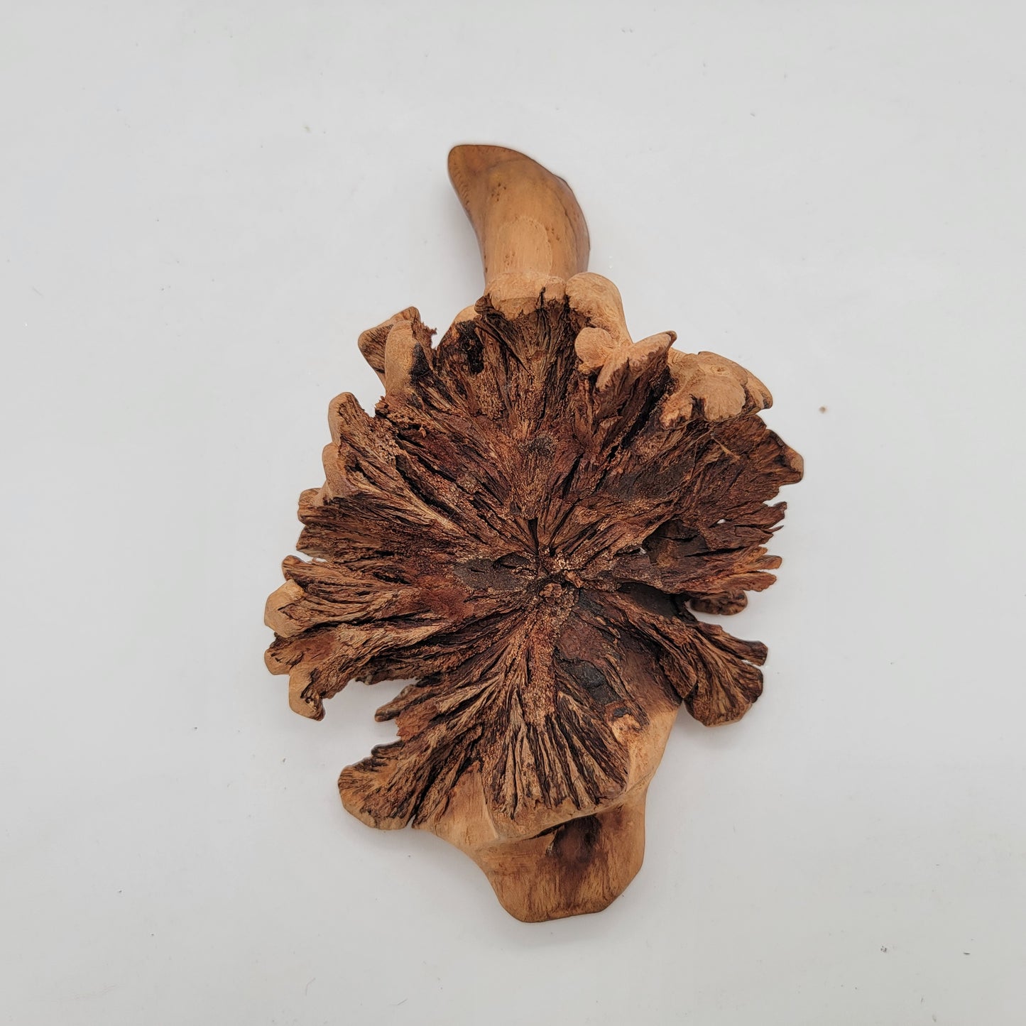 Carved Burlwood Sea Turtle
