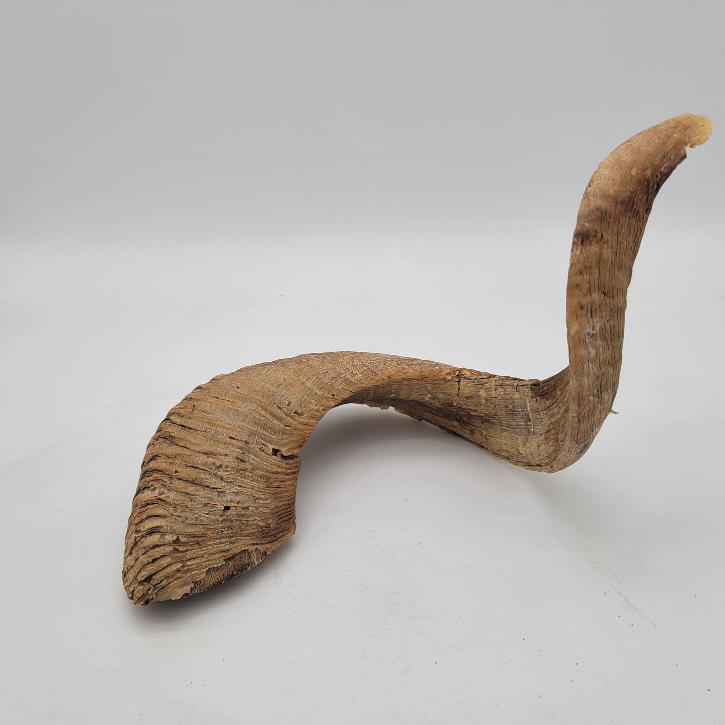 Bighorn Sheep Horn