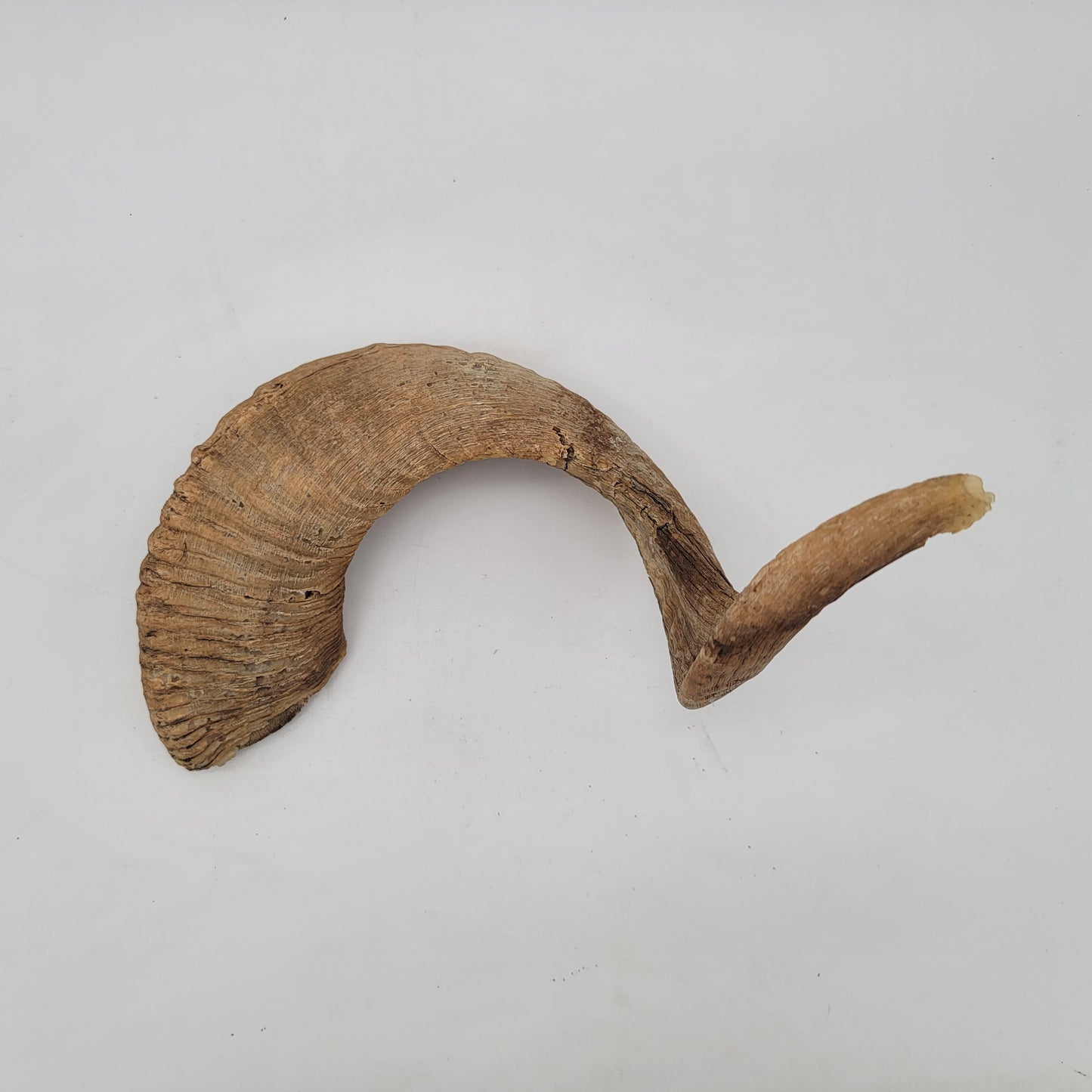 Bighorn Sheep Horn