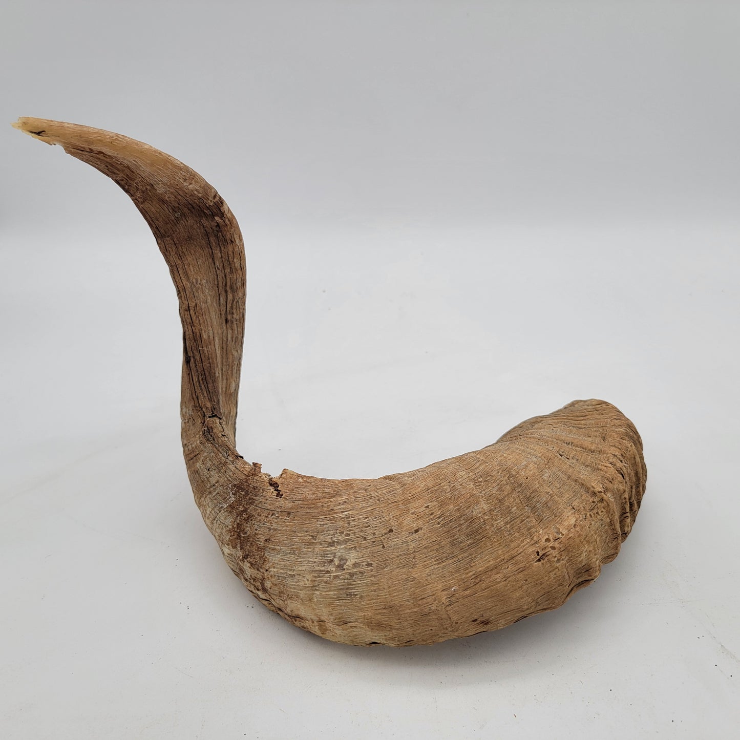 Bighorn Sheep Horn