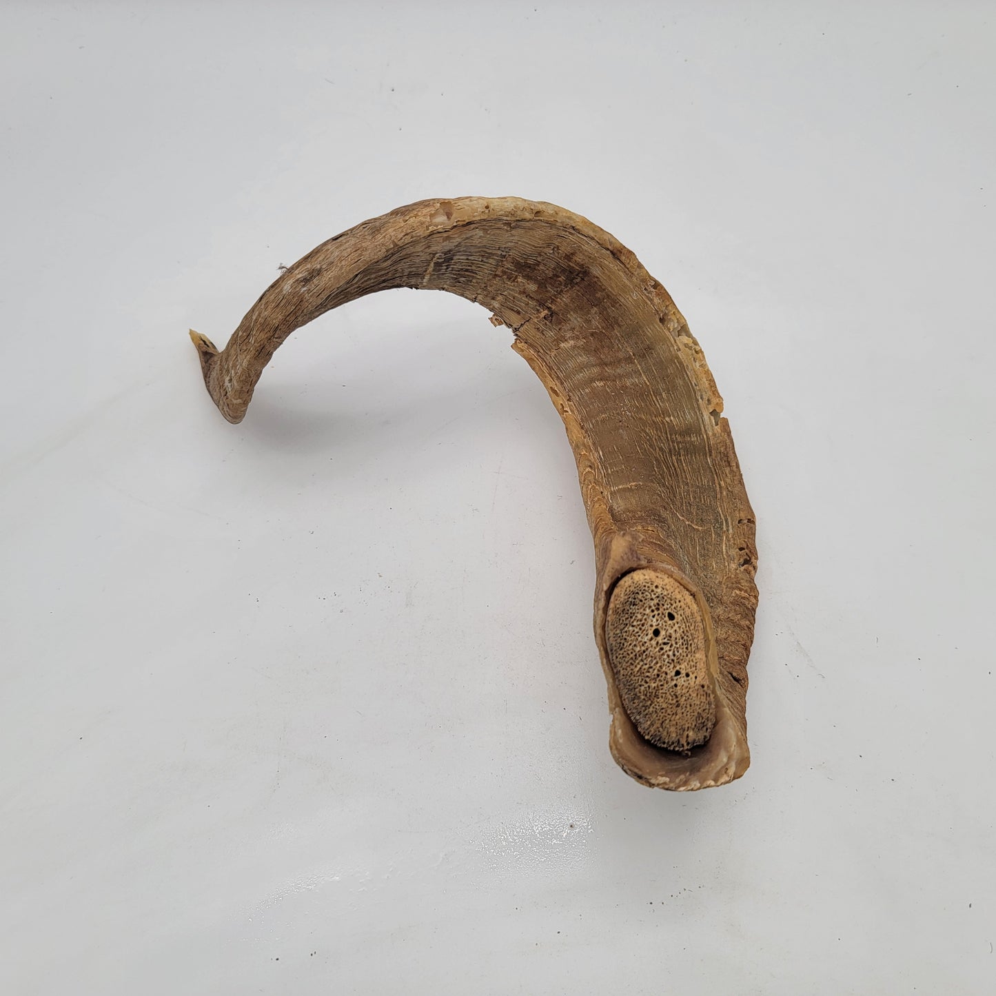 Bighorn Sheep Horn