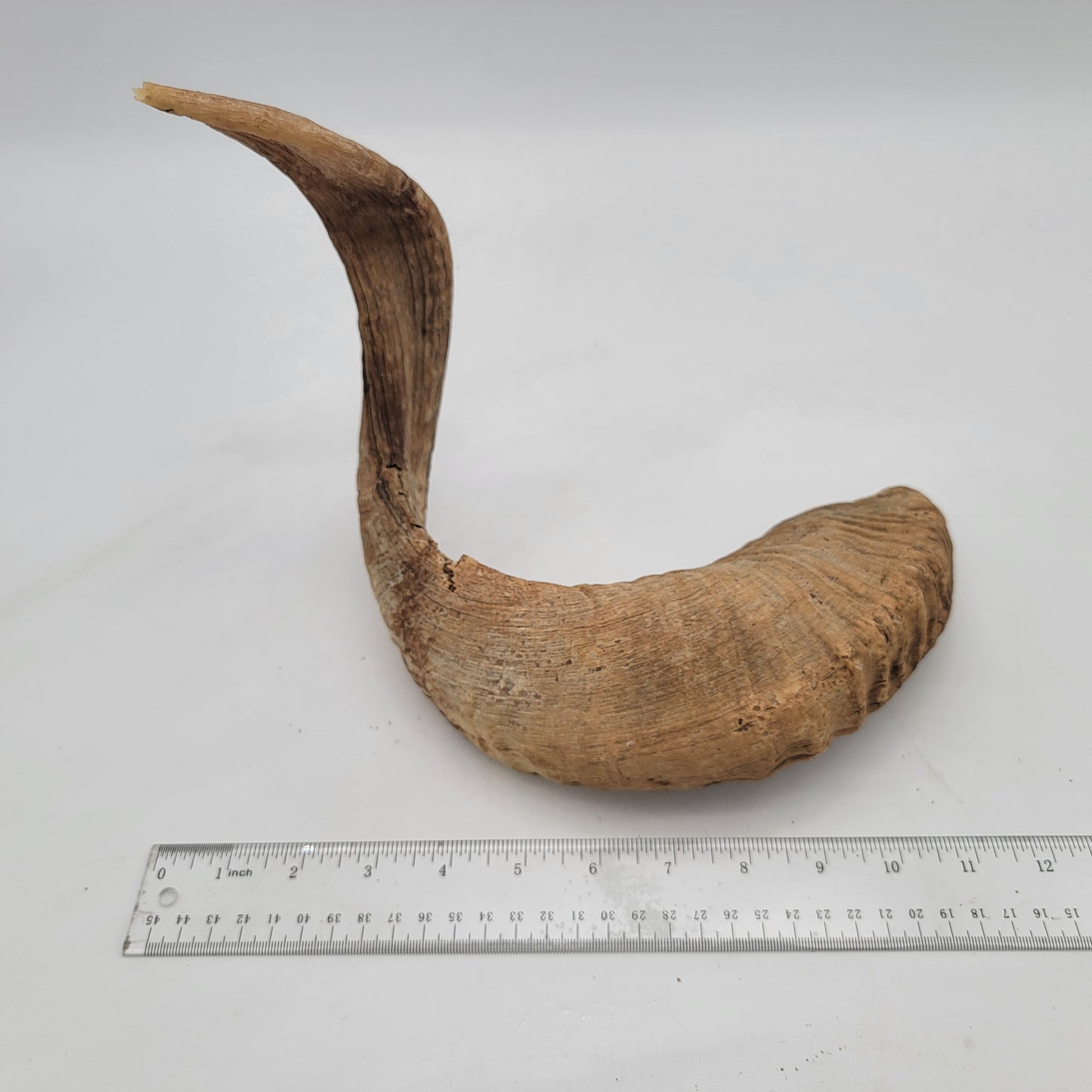 Bighorn Sheep Horn