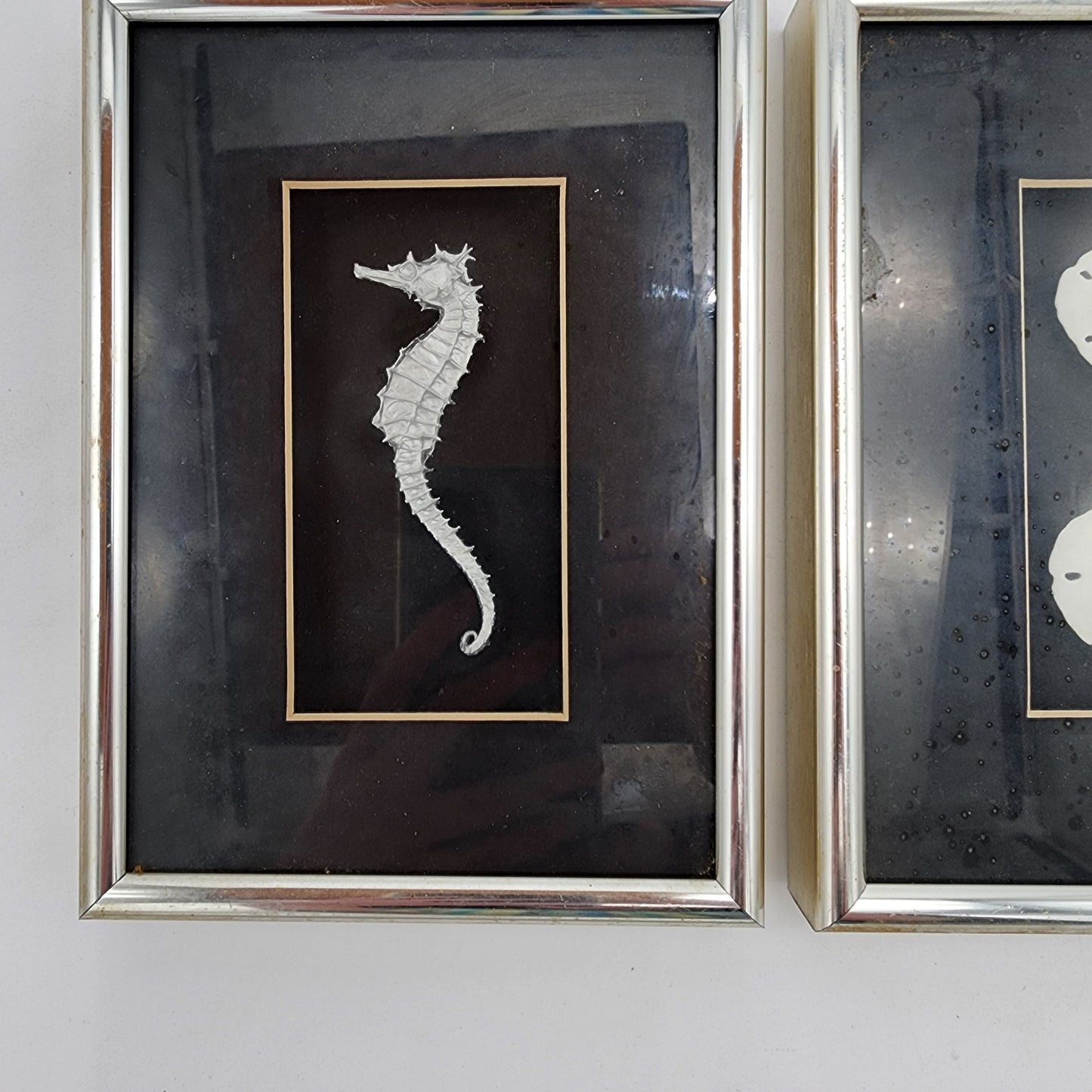 Vintage Framed Seahorse and Sand Dollar Art