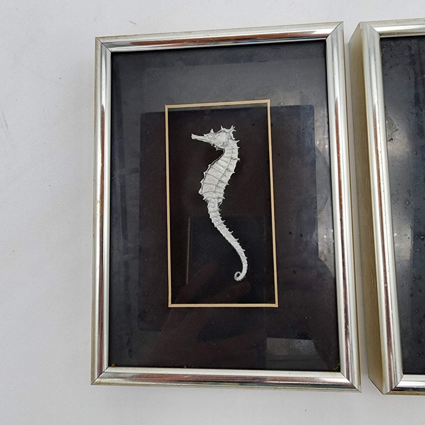 Vintage Framed Seahorse and Sand Dollar Art