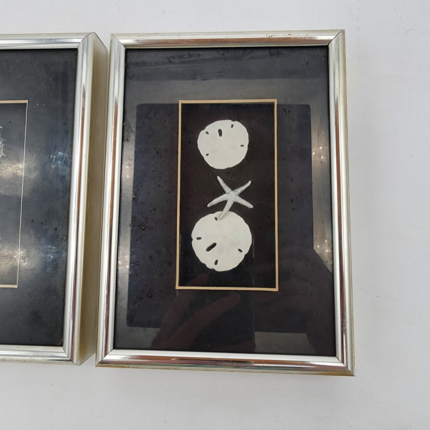 Vintage Framed Seahorse and Sand Dollar Art