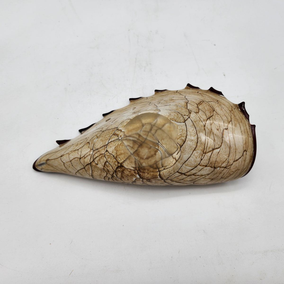Shell Nitch Krosnos Glass Shell – Niche Lady Shop