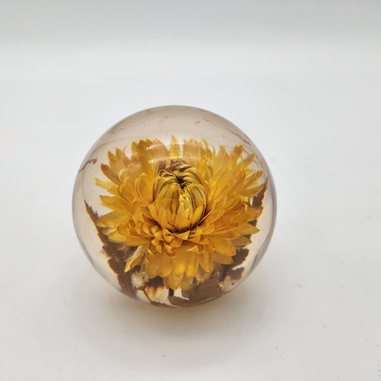 Hafod Grange Botanical Lucite Paperweight Yellow Helichrysum