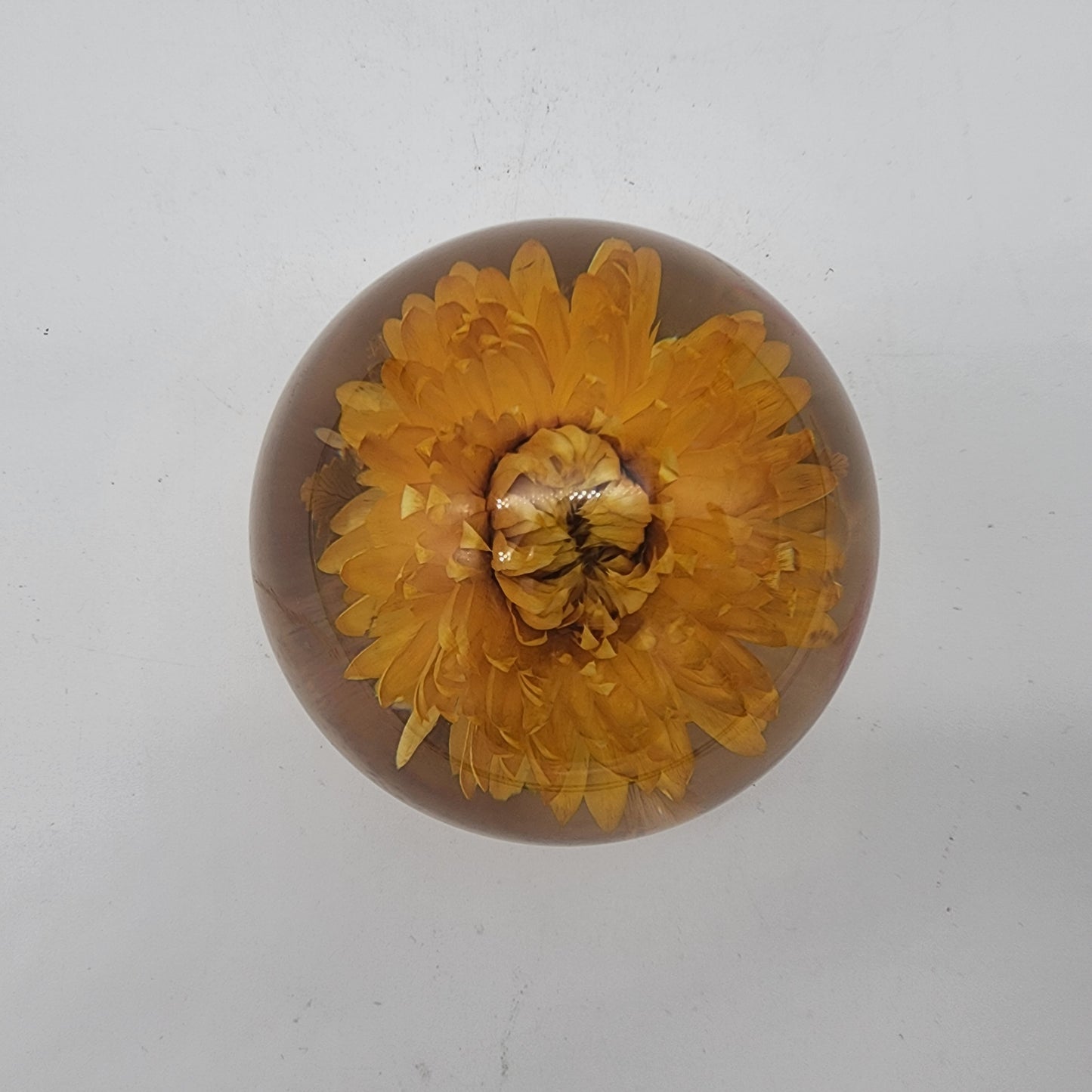 Hafod Grange Botanical Lucite Paperweight Yellow Helichrysum