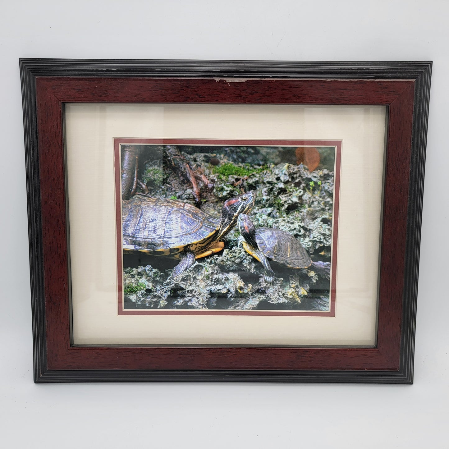 Photograph of Red Earred Slider Turtles