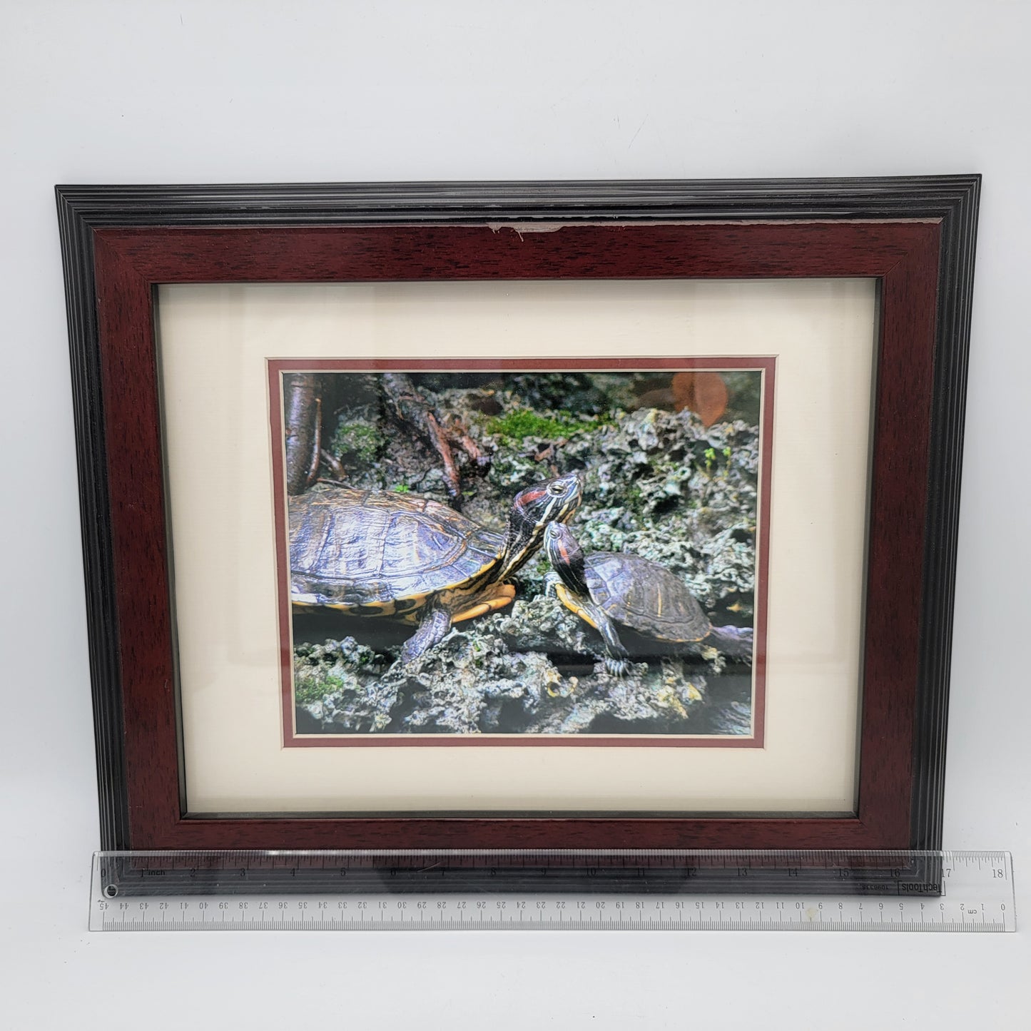 Photograph of Red Earred Slider Turtles