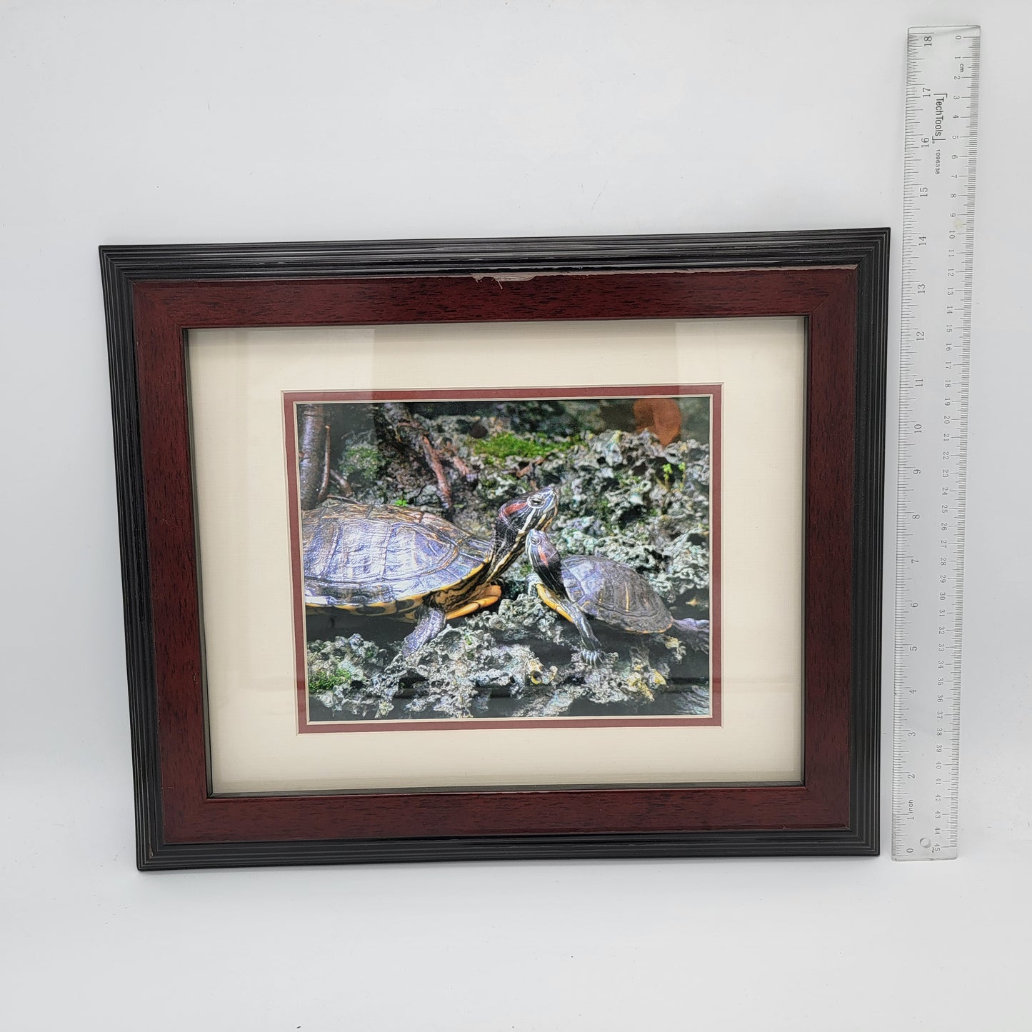 Photograph of Red Earred Slider Turtles