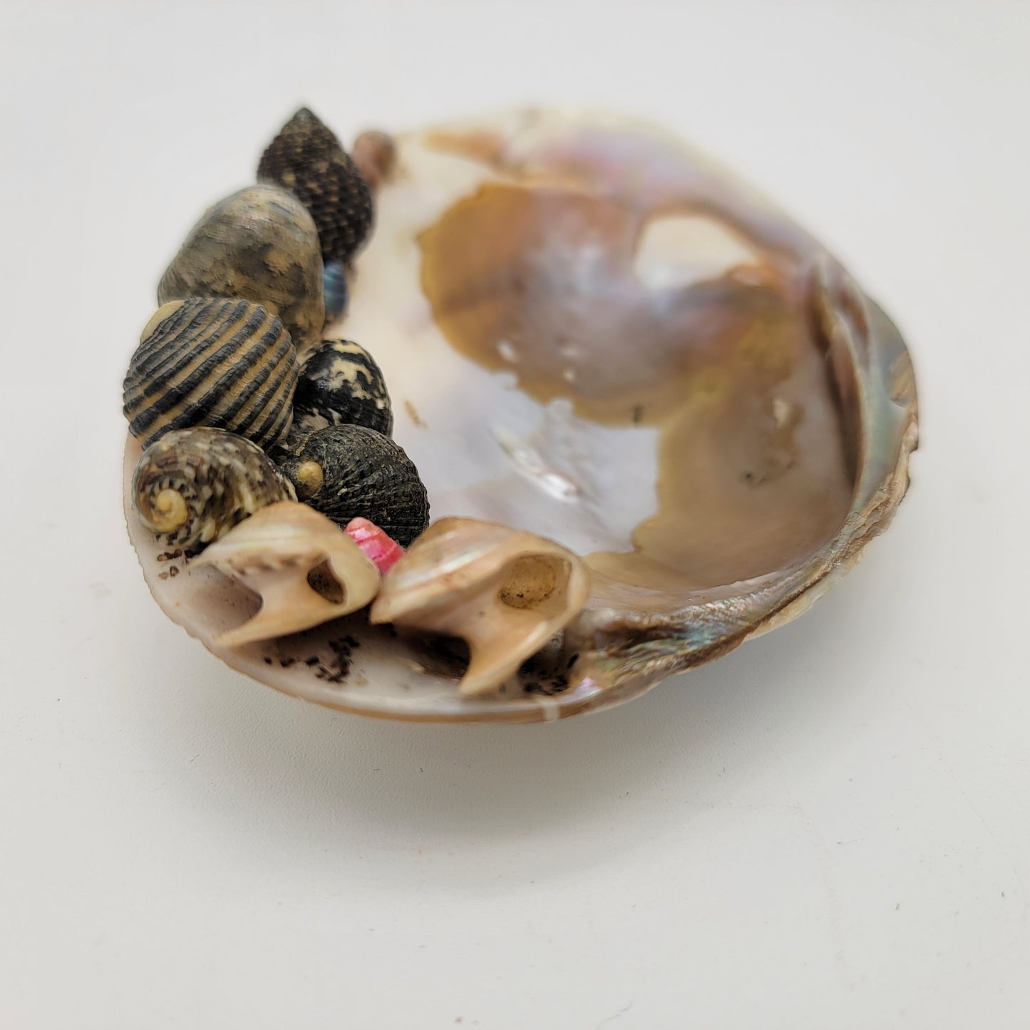 Mother of Pear Adorned Shell Footed Dish