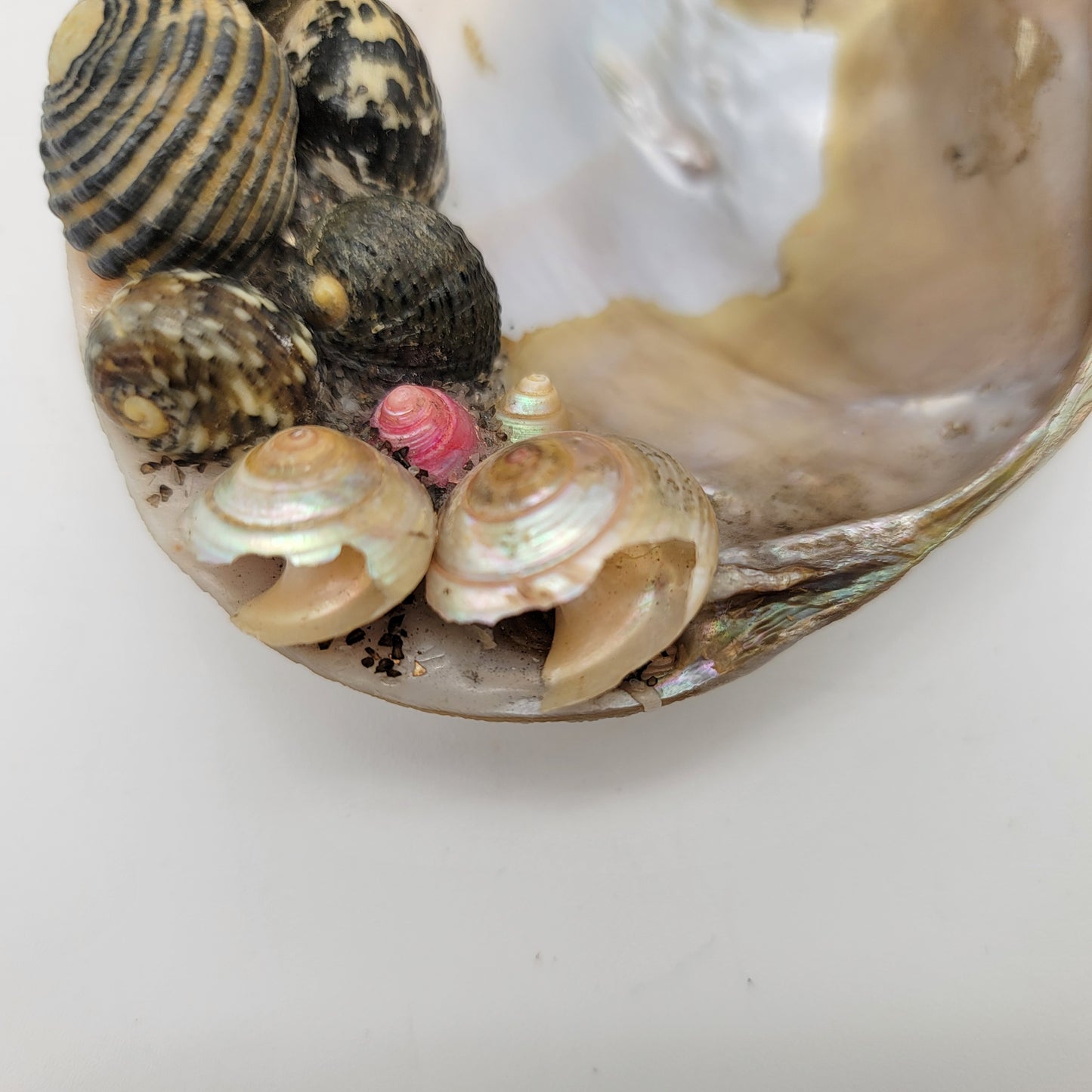 Mother of Pear Adorned Shell Footed Dish