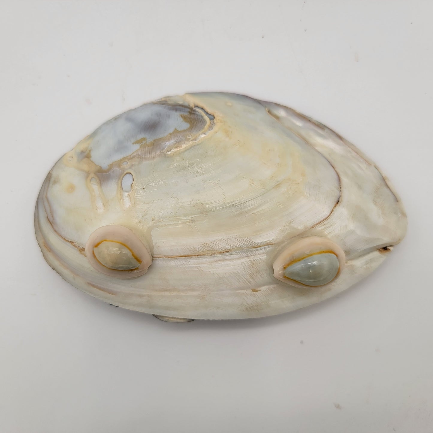 Mother of Pear Adorned Shell Footed Dish