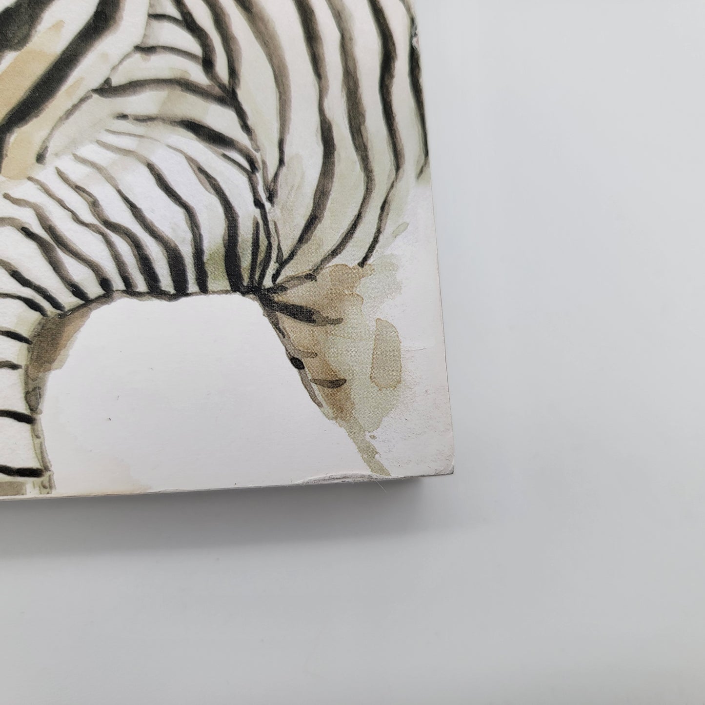 Baby Zebra and Lion Block Art Prints