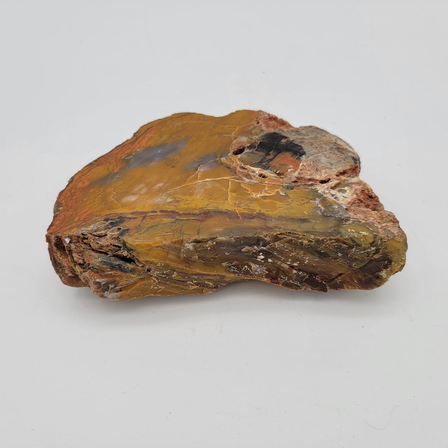 Petrified Wood  Raw Specimen