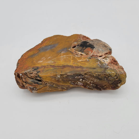 Petrified Wood  Raw Specimen