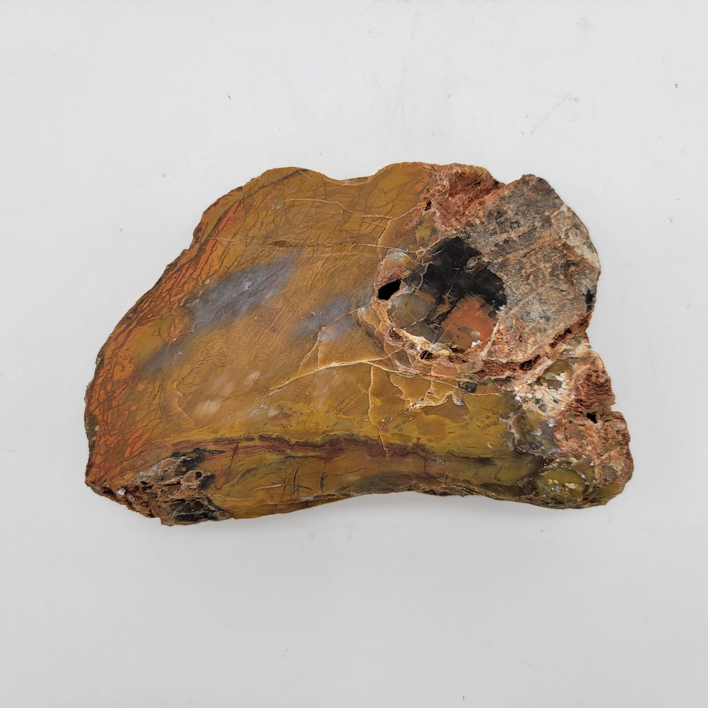 Petrified Wood  Raw Specimen