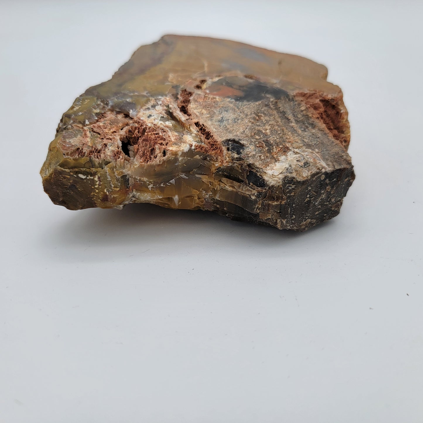 Petrified Wood  Raw Specimen