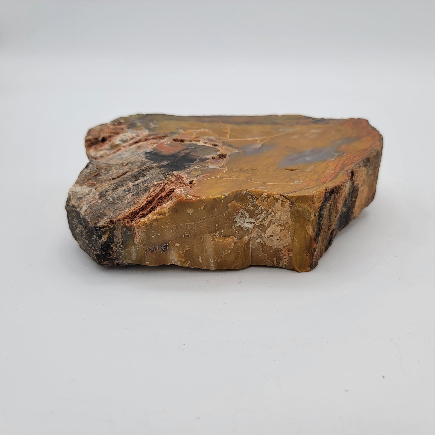 Petrified Wood  Raw Specimen