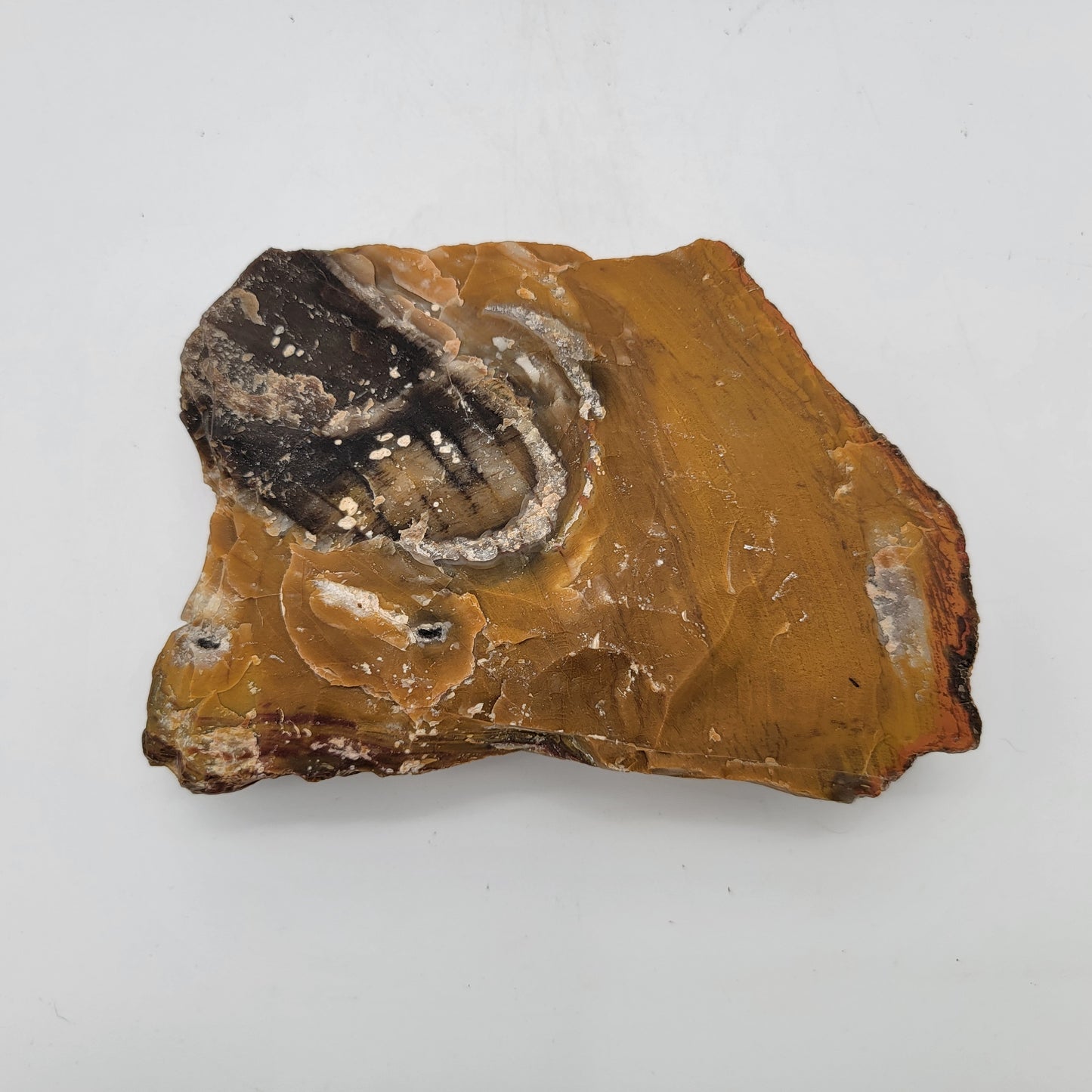 Petrified Wood  Raw Specimen