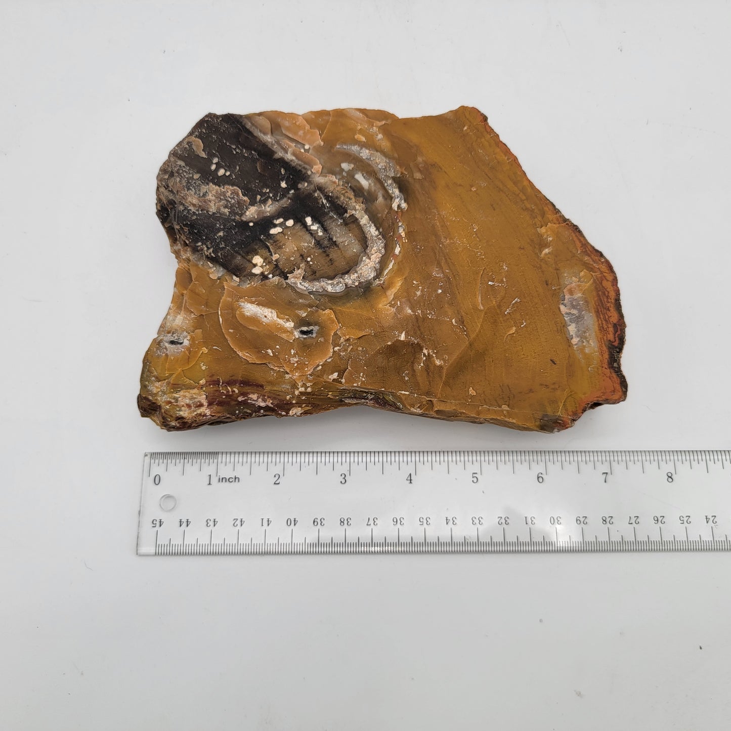 Petrified Wood  Raw Specimen