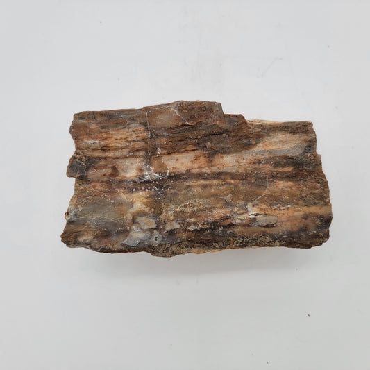 Petrified Wood Raw Specimen