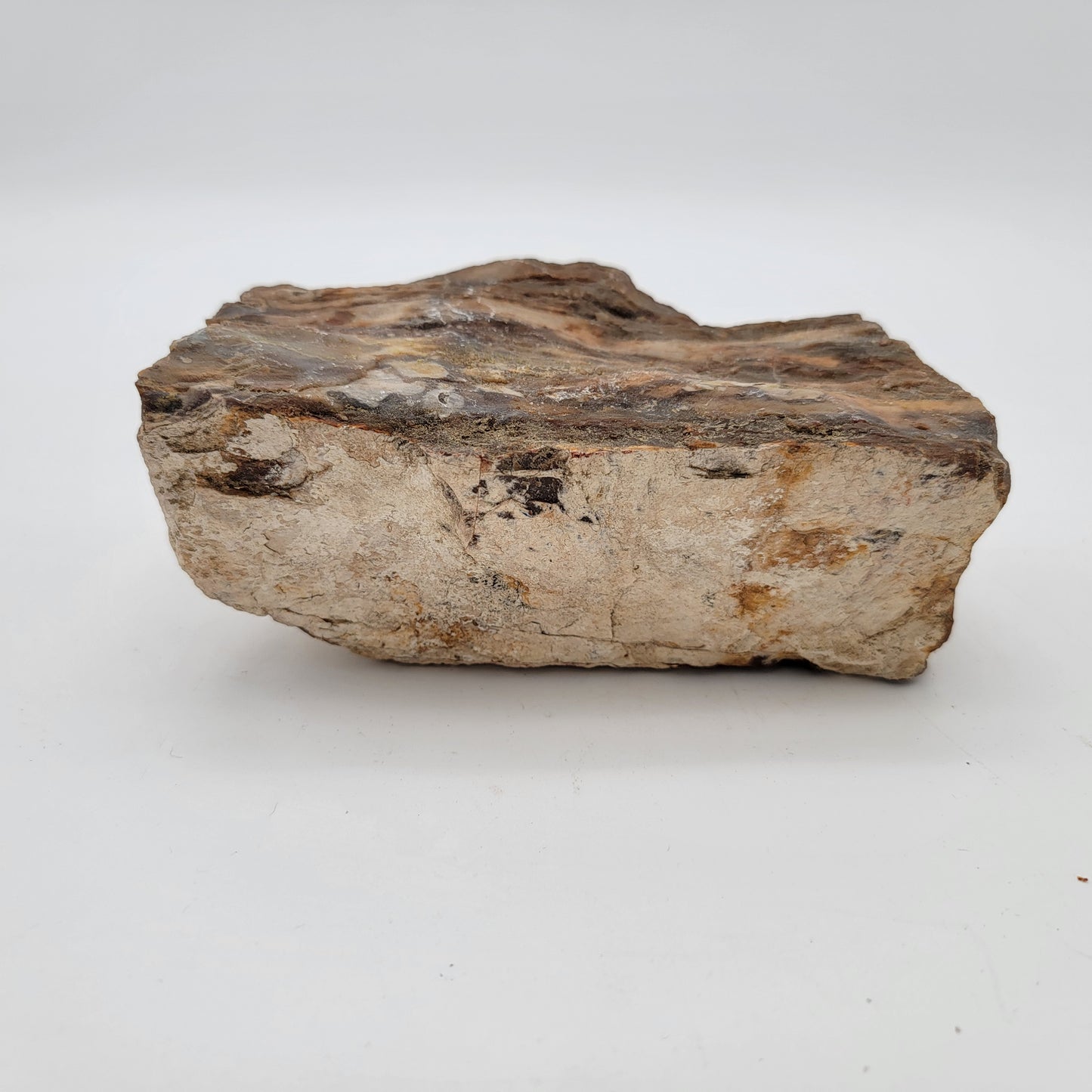 Petrified Wood Raw Specimen