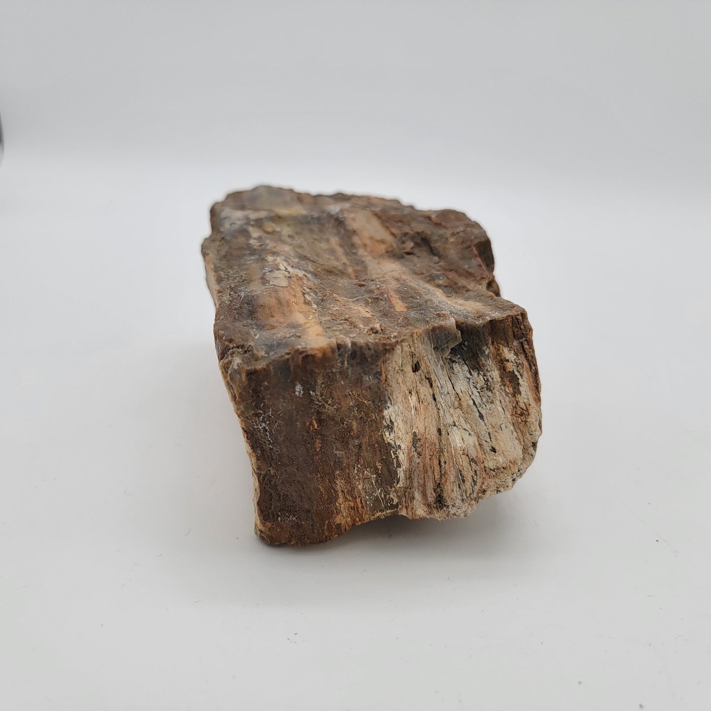 Petrified Wood Raw Specimen