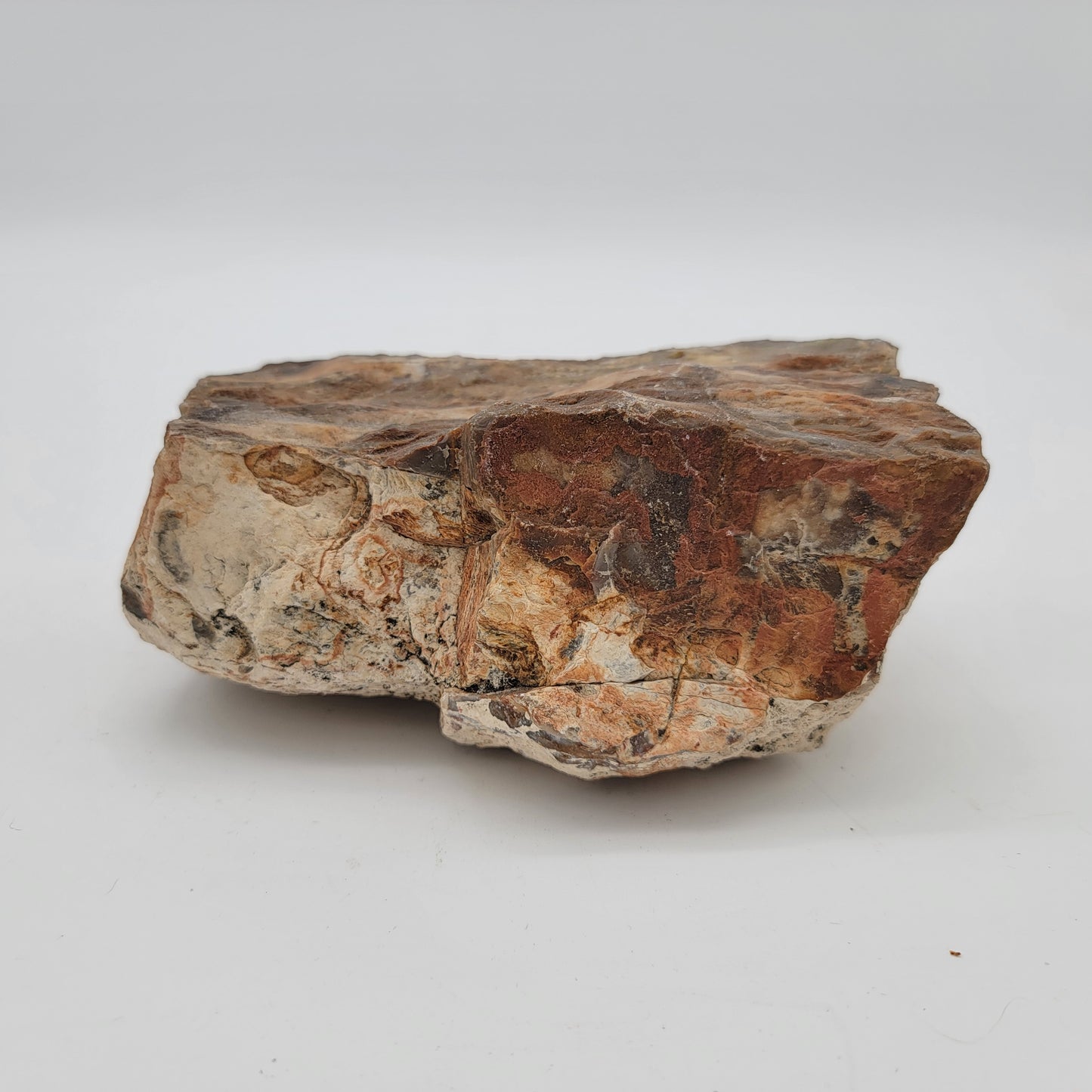 Petrified Wood Raw Specimen