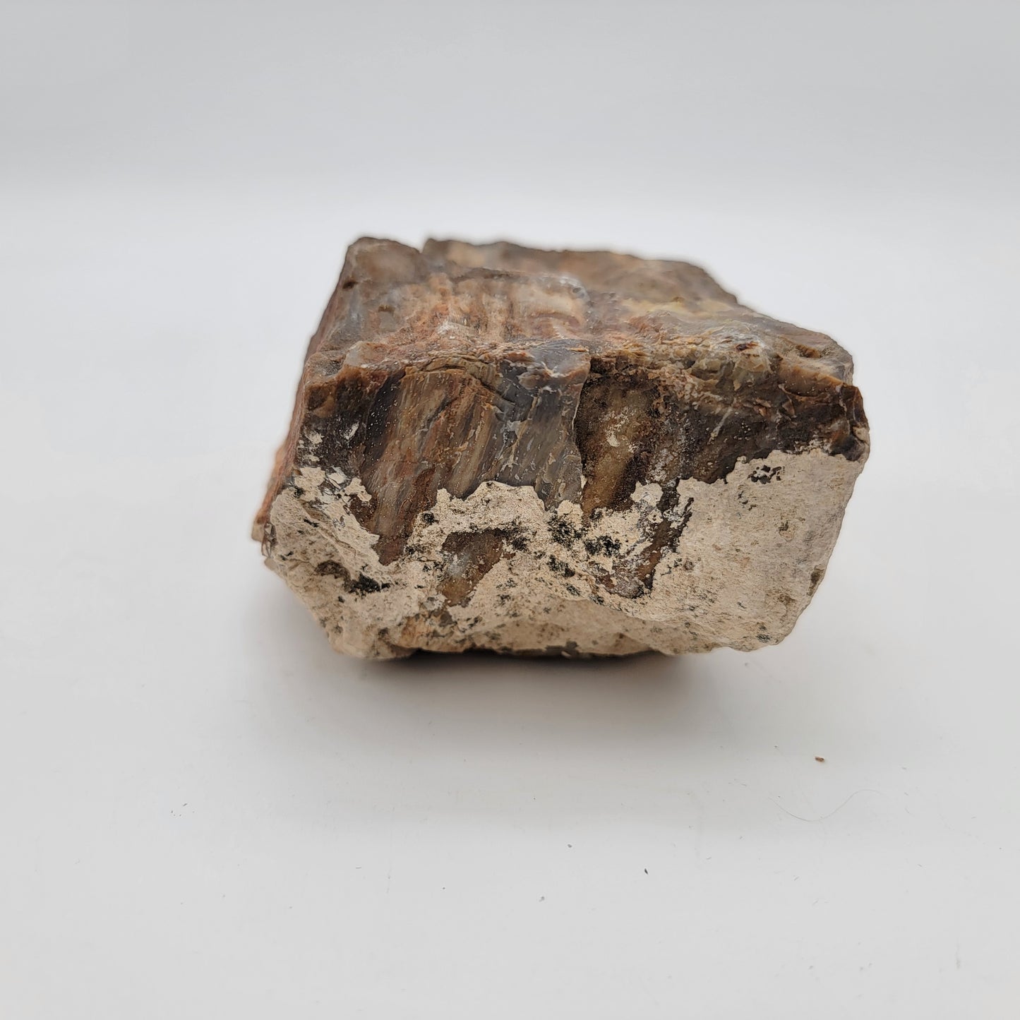 Petrified Wood Raw Specimen